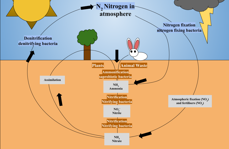 File:The Nitrogen Cycle (1).png