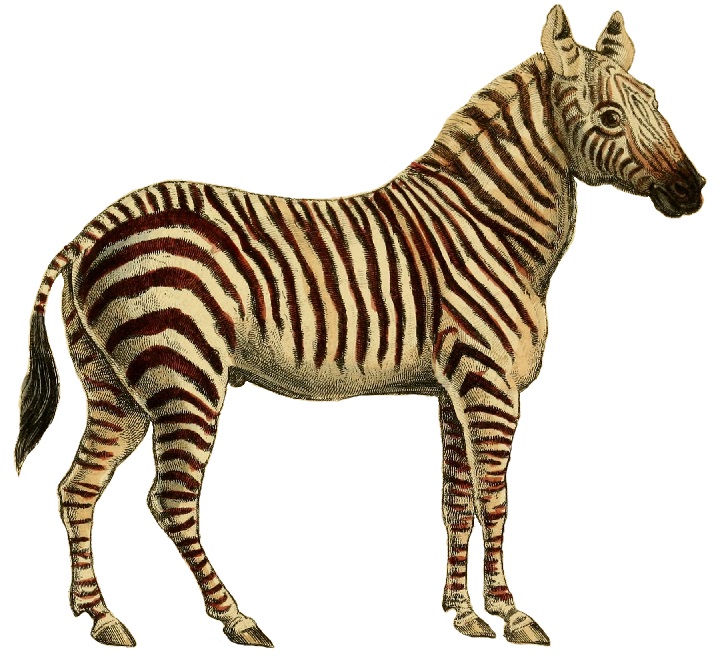 File:The natural history of horses (Plate XXI) cropped.jpg