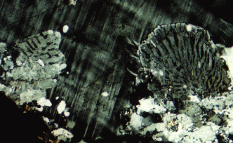 File:Wartlike myrmekite.gif