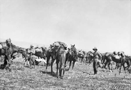 File:4th Light Horse Regiment Egypt.jpg