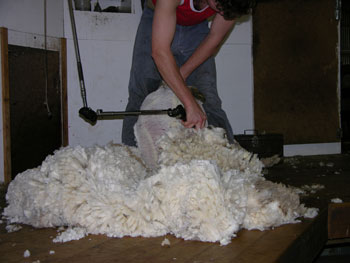 File:Merino shearing.jpg