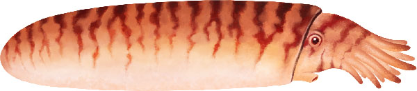 File:Sphooceras-truncatum.jpg