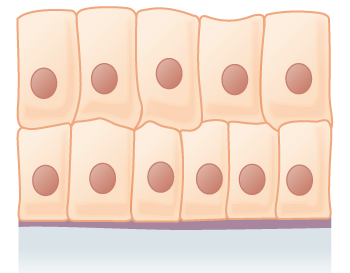 File:Stratified colunar epithelium.png