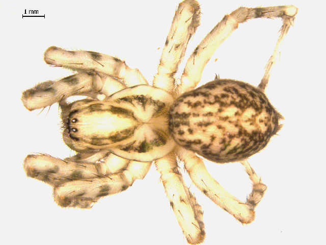 File:Coras aerialis.jpg
