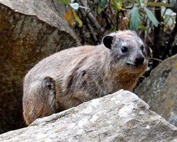 File:Heterohyrax Hell's Gate National Park.jpg