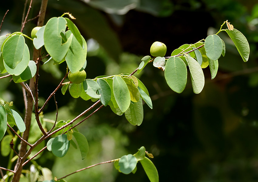 File:Cleistanthus collinus (Garari) in Narsapur forest, AP W IMG 0165.jpg