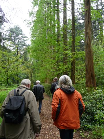 File:Metasequoia2.JPG