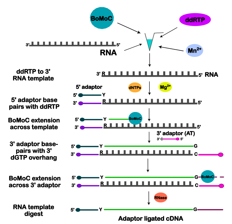 File:OTTRforWiki.png
