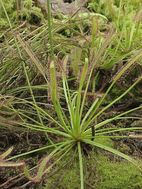 File:Drosera capensis3.jpg