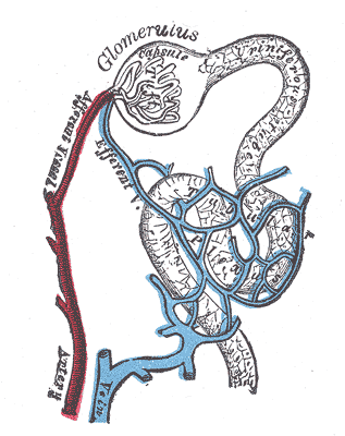 File:Gray1129.png