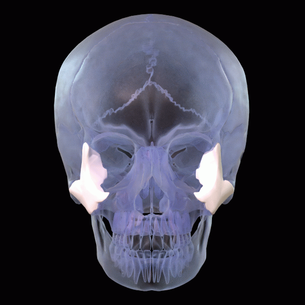 File:Zygomatic bone - animation 01.gif