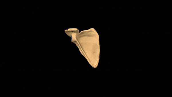 File:Anatomy of Scapula.gif