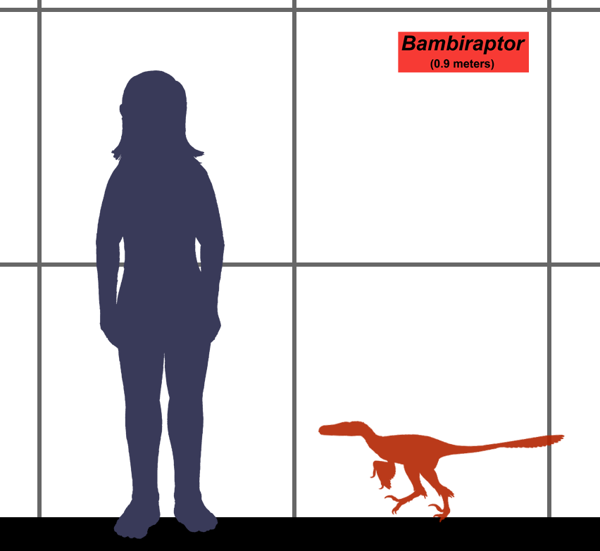 File:Bambiraptor SIZE.png