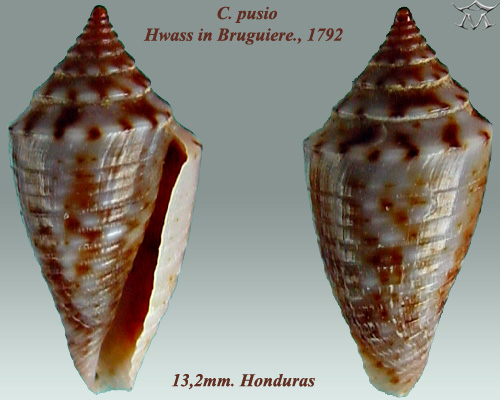 File:Conus pusio 2.jpg