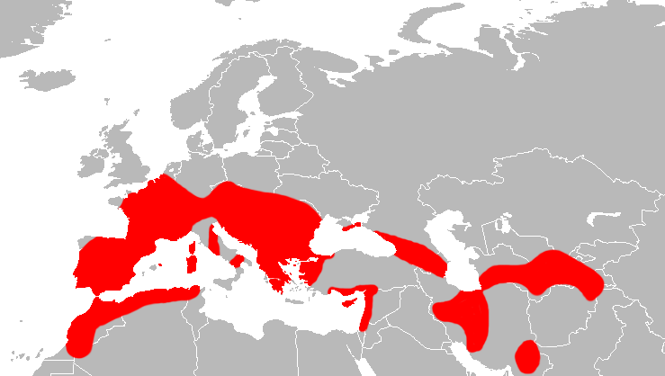 File:Mapa Myotis emarginatus.png