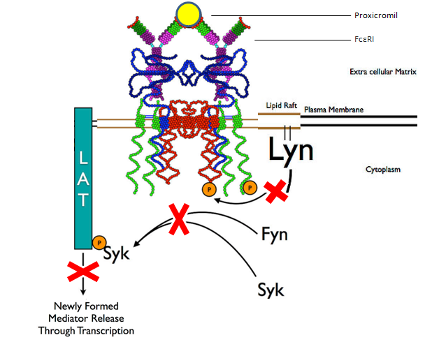 File:Mechanism of action proxicromil.png