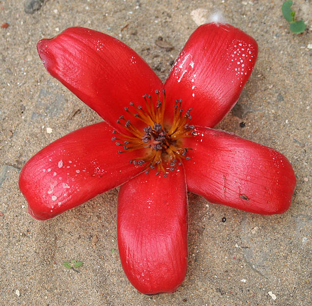File:Semal (Bombax ceiba)- fallen flower at ground in Kolkata W IMG 4121.jpg