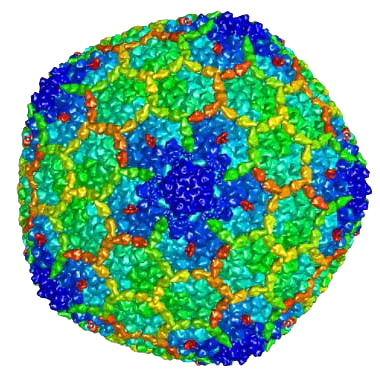 File:Arc viral capsid.png