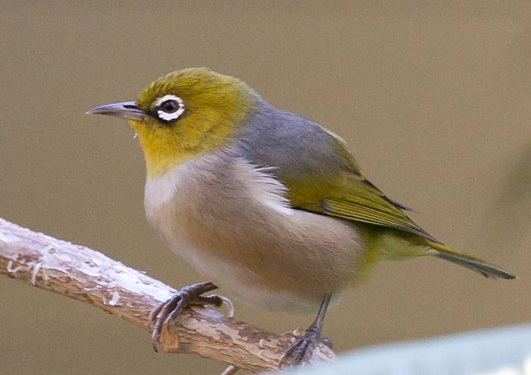 File:Lord Howe Silvereye.jpg