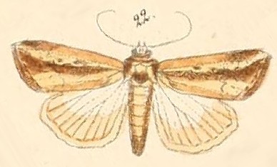 File:Pl.110-22-Leucania tacuna.JPG