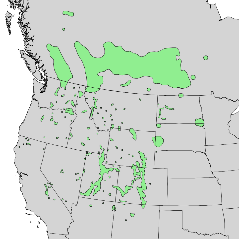 File:Betula occidentalis range map 1.png