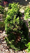 C. obtusa 'Nana Gracilis'