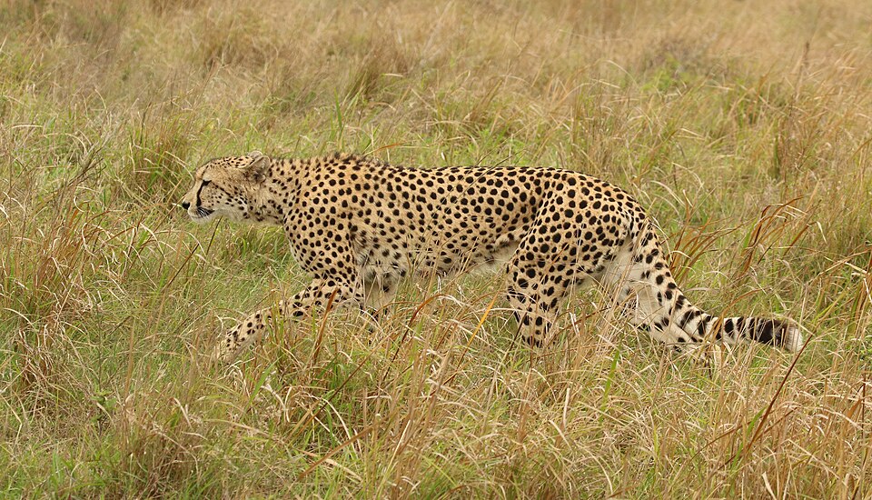 File:Cheetah (Acinonyx jubatus) female after chase.jpg