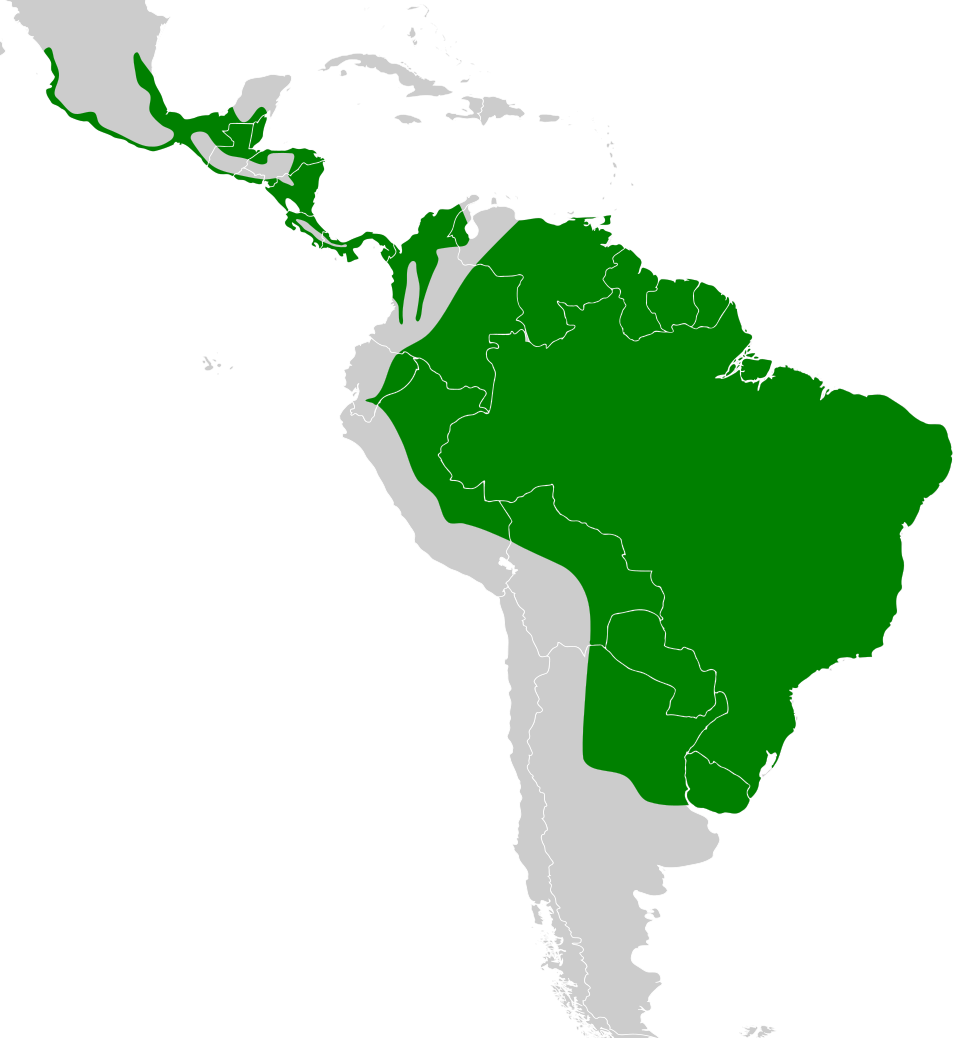 File:Chloroceryle amazona map.svg