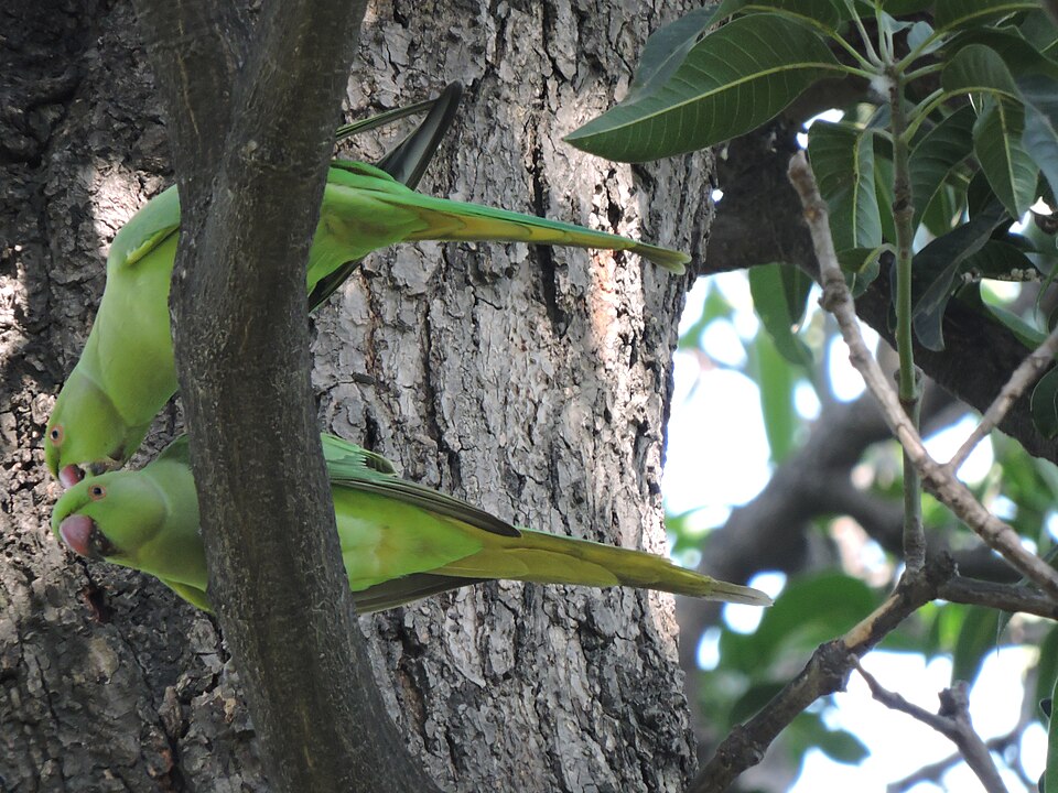 File:City bird sanctuary, Chandigarh, India.JPG