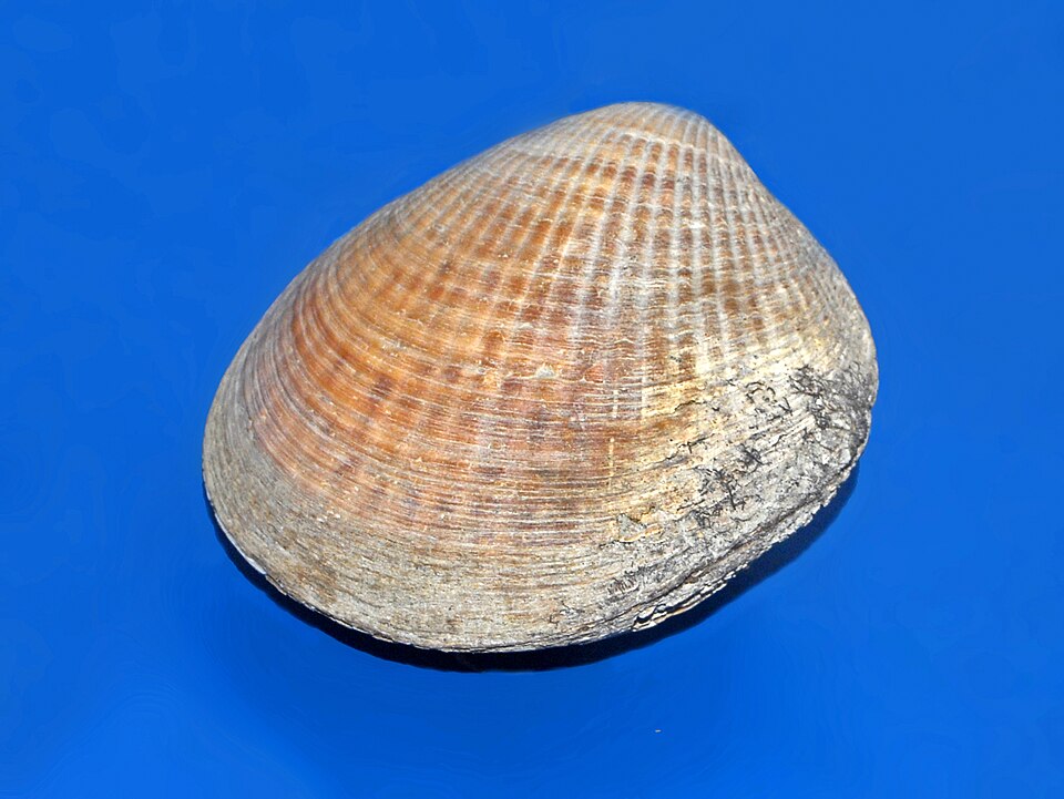 File:Glycymerididae - Tucetona laticostata.jpg