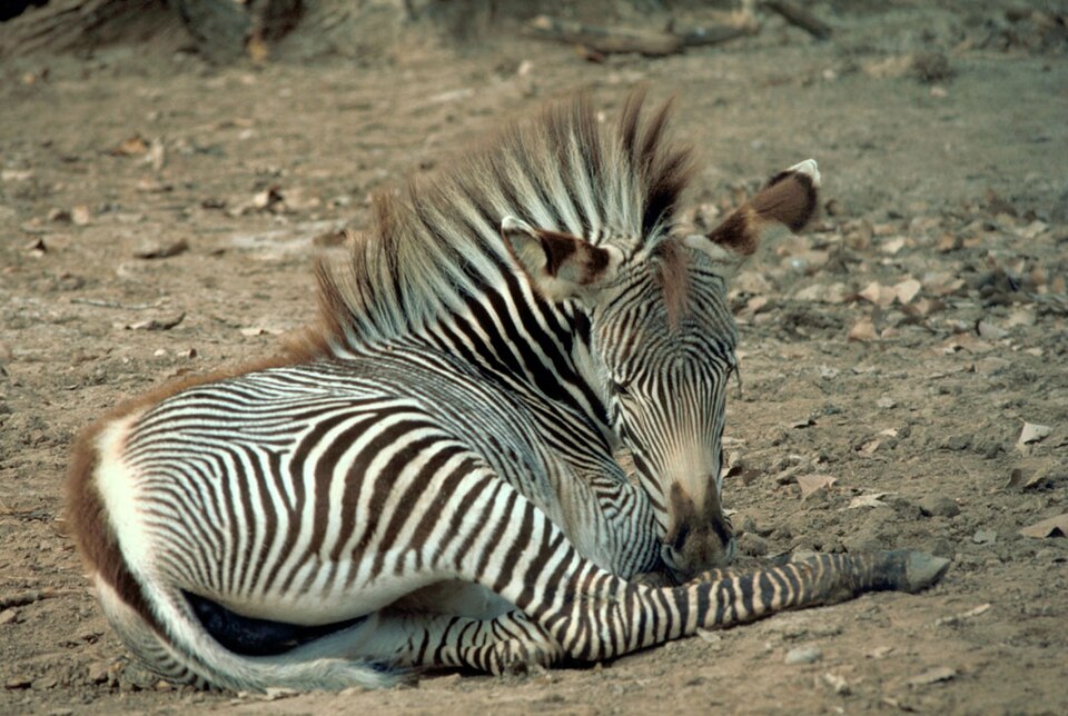 File:Grevy Zebra.jpg