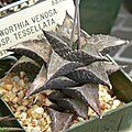 Haworthia venosa ssp. tessellata