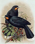A male and a female Huia