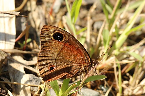 Jamaican satyr Calisto zangis Jamaica
