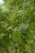 Mitragyna rotundifolia