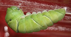 Larva