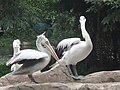 Pelicans