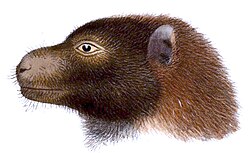 Drawing of brown bat head