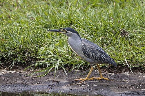Striated heron Butorides striata Mauritius