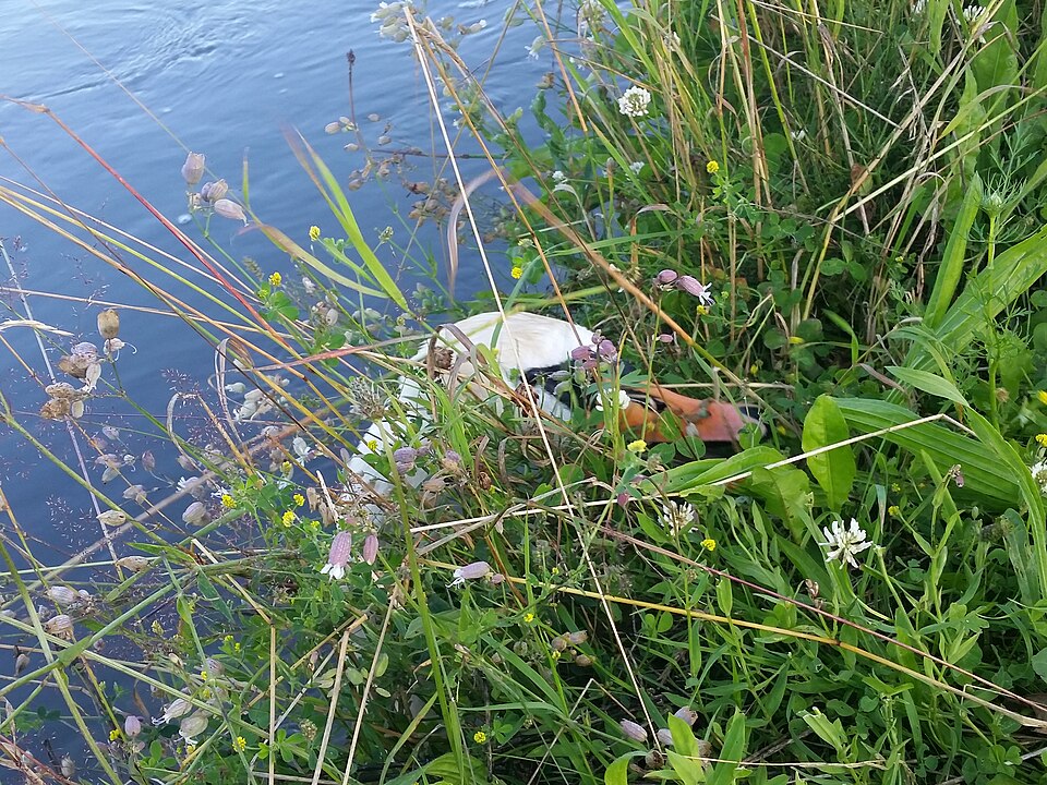 File:Swan nibbling shore weeds 3.jpg