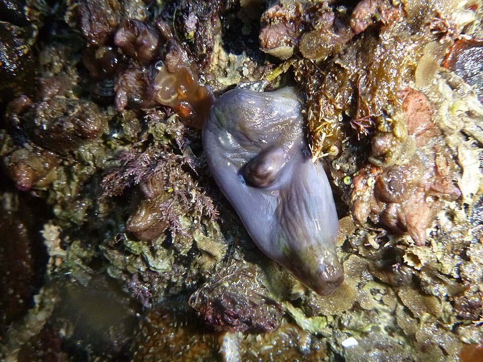 File:Asterocarpa coerulea.jpg