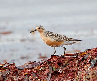 A red knot in breeding plumage. Its underparts are a paler orange-buff.