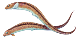 Chondrenchelys male and female