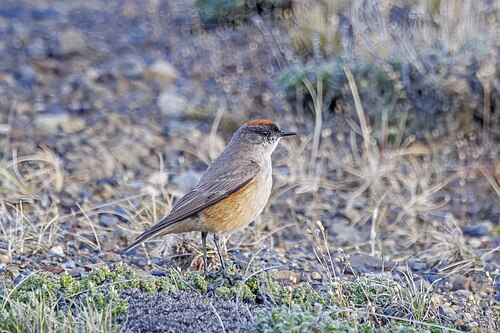 Cinnamon-bellied ground-tyrant Muscisaxicola capistratus Chile