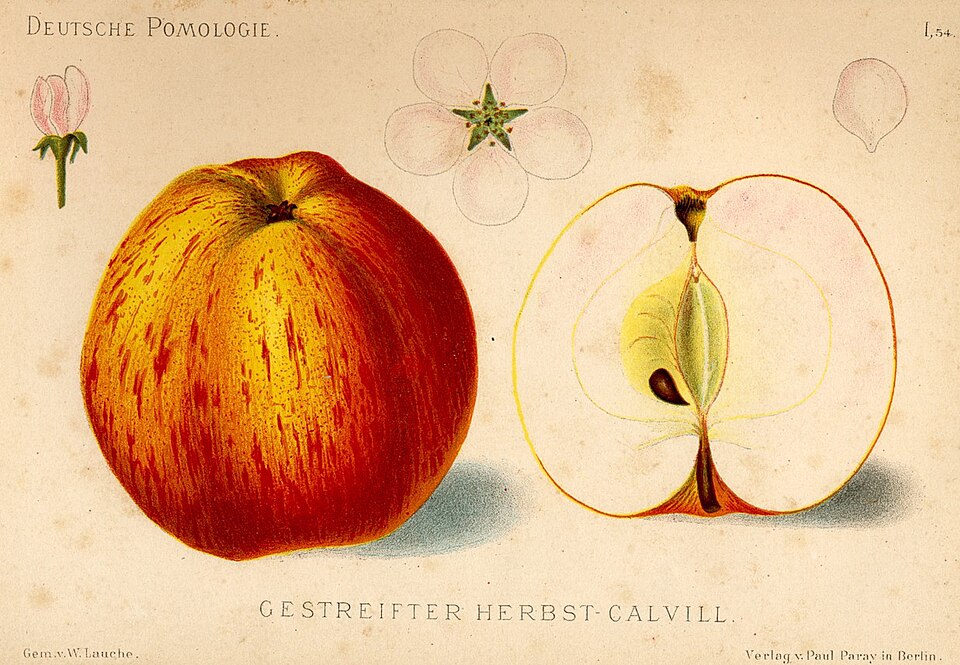 File:Deutsche Pomologie - Aepfel - 054.jpg