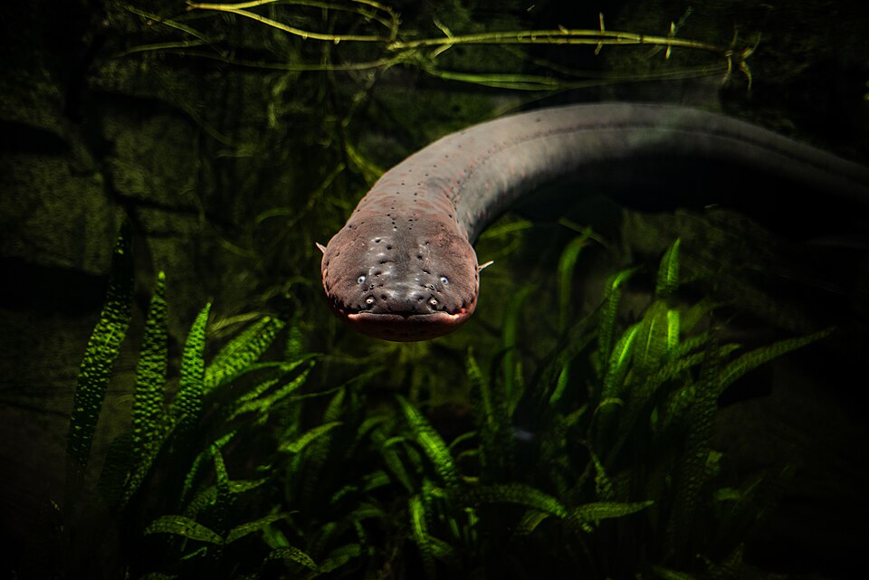 File:Electrophorus electricus in Gdynia Oceanarium.jpg