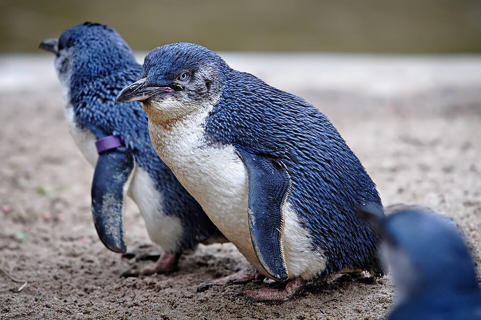 File:Fairy penguin.jpg