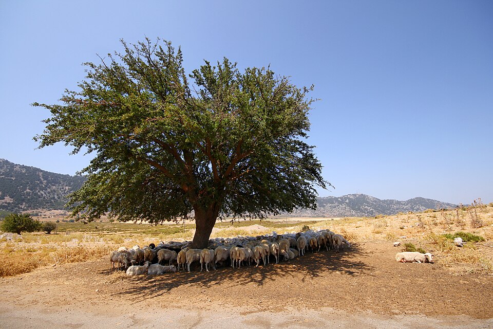 File:Flock Of Sheep In Omalos Plateau.jpg