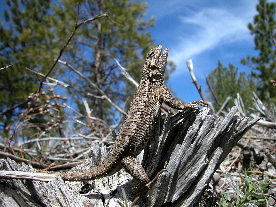 File:Happy Lizard (8410988615).jpg