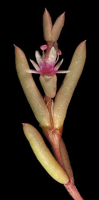 File:Hemichroa diandra (7596879742).jpg